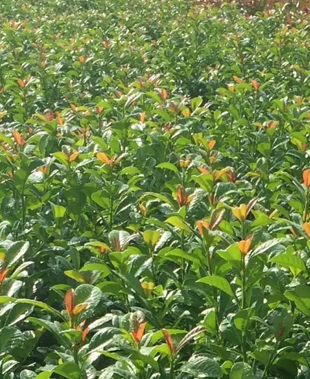 solomon's seal plant Polygonatum odoratum 'Variegatum' (Variegated Solomon's Seal)
