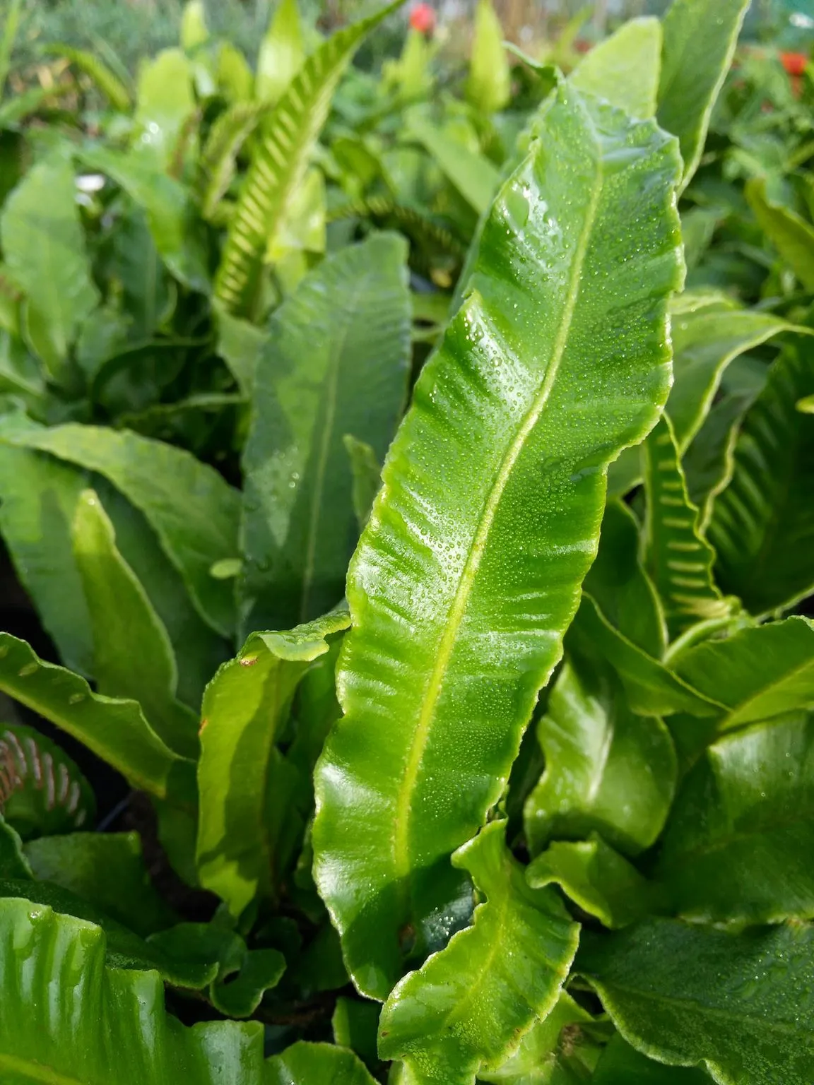 Shade lovers Shade lovers