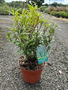 Sarcococca hookeriana digyna 5L - image 2