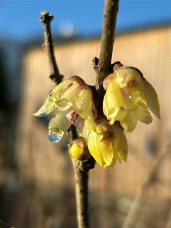 Chimonanthus praecox 175-200 25L