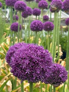 Allium 'Ambassador' 3L - image 2