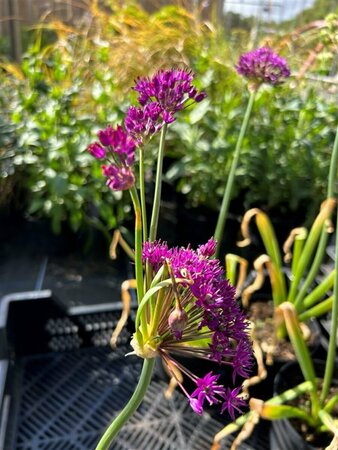Allium afl. 'Purple Sensation' 2L - image 3