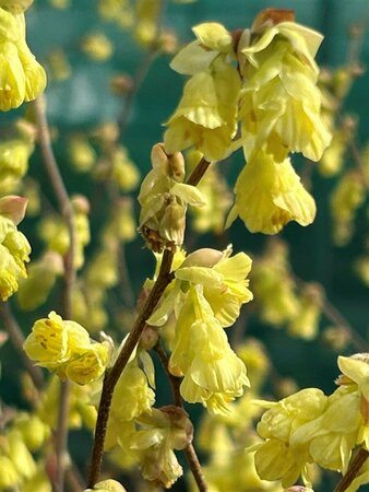 Corylopsis pauciflora 10L - image 1