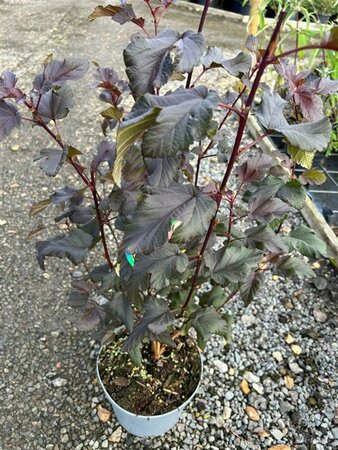 Physocarpus opulif. Lady in Red 3L - image 3