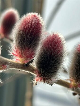 Salix gracilistyla Mt Aso 10L - image 2