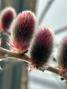 Salix gracilistyla Mt Aso 10L - image 2