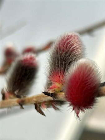 Salix gracilistyla Mt Aso 10L - image 3