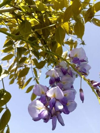 Wisteria sinensis 'Prolific' 275-300 35L