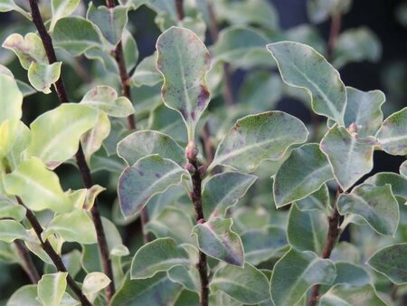 Pittosporum ten Arundel Green 3L - image 1