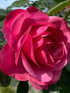 Rosa (T) Leonardo da Vinci 1.1M Stem  10L