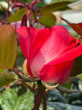 Rosa (T) Nostalgie 1.1M Stem  10L - image 2