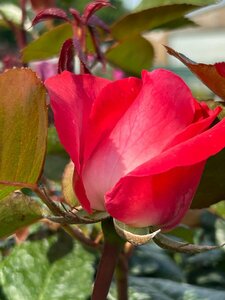 Rosa (T) Nostalgie 1.1M Stem  10L - image 2