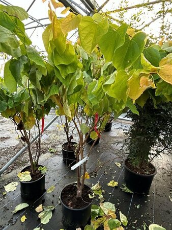 Cercis can. The Rising Sun 150-175 25L