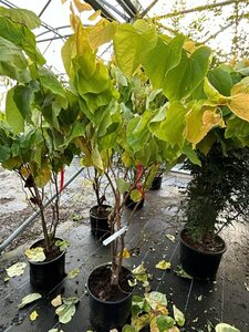 Cercis can. The Rising Sun 150-175 25L