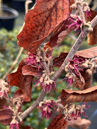 Hamamelis vern. 'Amethyst' 175-200 35L