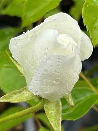 Rosa (F) Iceberg 5L - image 1