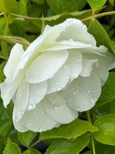 Rosa (F) Iceberg 5L - image 2