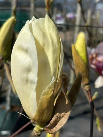 Magnolia 'Yellow Lantern' 25L