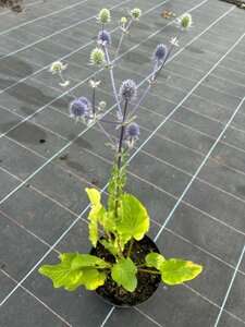 Eryngium planum 2L - image 1