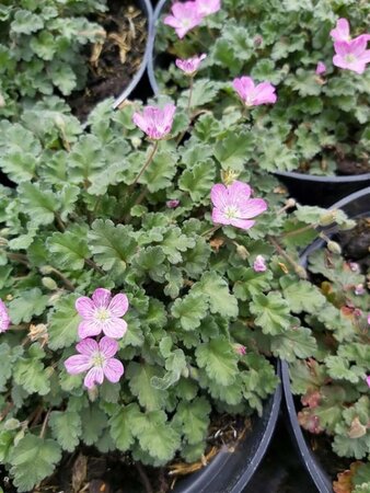 Erodium variabile 'Bishop's Form' 2L - image 2