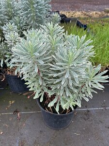 Euphorbia char Glacier Blue 10L