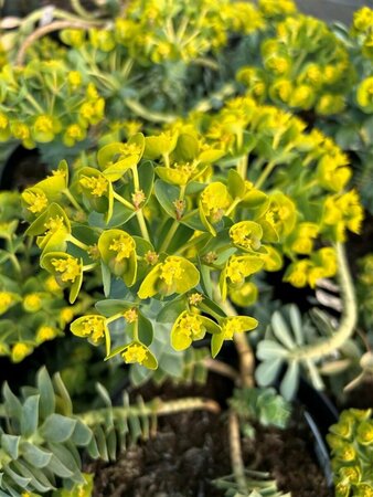 Euphorbia myrsinites 2L - image 3