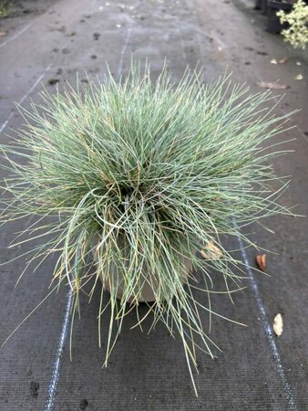 Festuca glauca Elijah Blue 2L - image 2