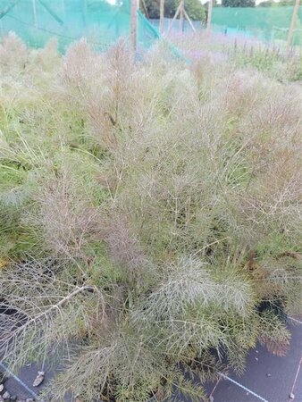 Foeniculum vulgare 'Purpureum' 2L
