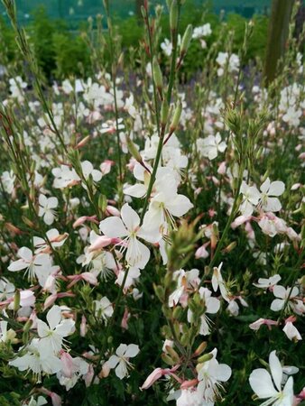 Gaura lindh. 'Geyser White' 2L
