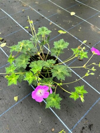 Geranium 'Azure Rush' 2L - image 3