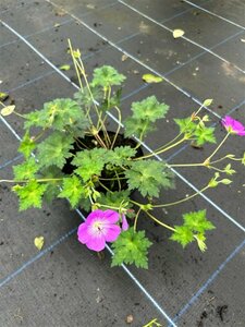 Geranium 'Azure Rush' 2L - image 3