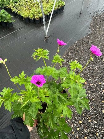 Geranium psilostemon 'Ivan' 2L - image 1