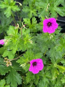 Geranium psilostemon 'Ivan' 2L - image 3