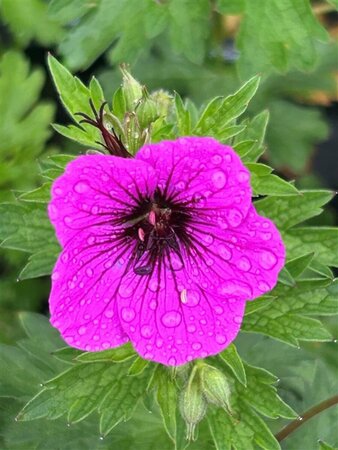 Geranium psilostemon 'Ivan' 2L - image 2