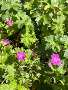 Geranium rivers. 'Russell Prichard' 2L - image 2
