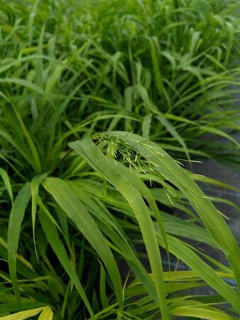 Hakonechloa macra 3L - image 2