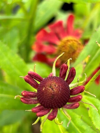Helenium 'Indianersommer' 3L