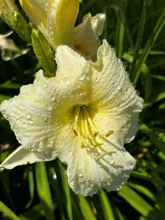 Hemerocallis 'Joan Senior' 2L - image 3