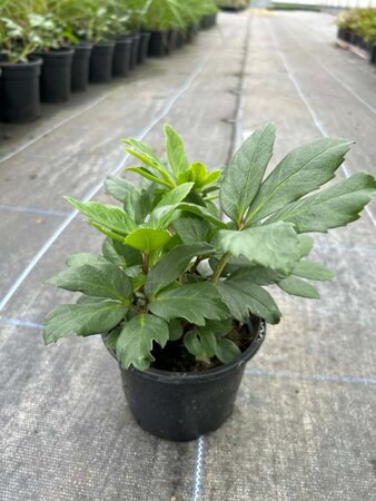Helleborus 'Mont Blanc' 1L - image 2