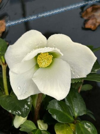 Helleborus 'Mont Blanc' 1L - image 1