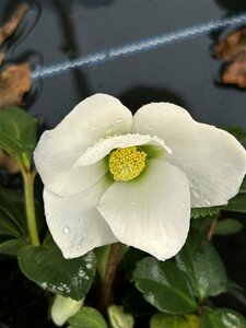 Helleborus niger 2L - image 3