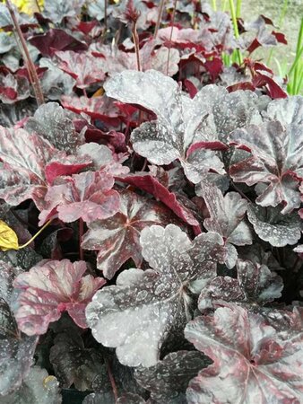 Heuchera 'Obsidian' 2L - image 2