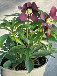 Helleborus orientalis 2L - image 5