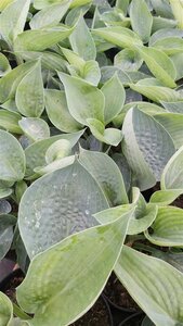 Hosta 'Big Daddy' 2L - image 1