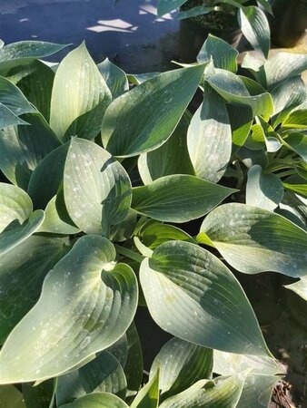 Hosta 'Halcyon' 2L - image 2