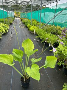 Hosta Sum and Substance 2L