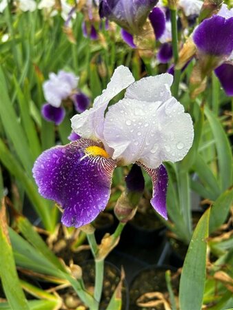 Iris (G) 'Braithwaite' 2L