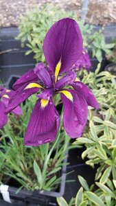 Iris ensata 2L