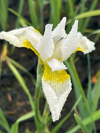 Iris sib. 'Snow Queen' 2L