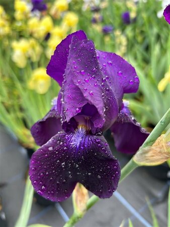 Iris (G) 'Sable' 2L - image 1